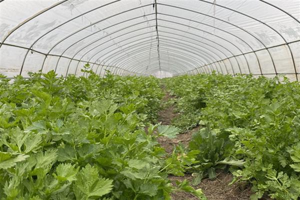 芹菜叶片干焦如何解决，土壤过于干燥需要及时补水
