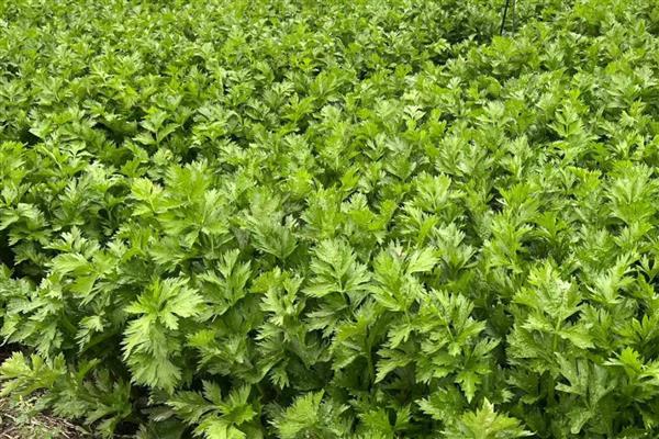 芹菜叶片干焦如何解决，土壤过于干燥需要及时补水