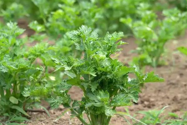 芹菜叶片干焦如何解决，土壤过于干燥需要及时补水