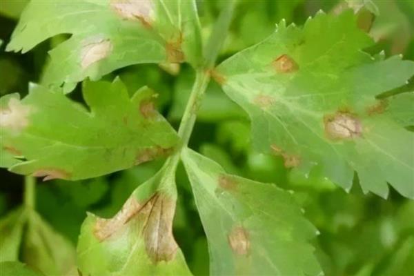 芹菜叶片干焦如何解决，土壤过于干燥需要及时补水