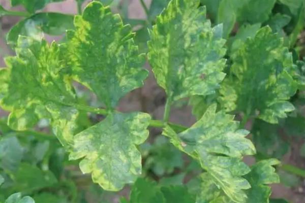 芹菜叶片干焦如何解决，土壤过于干燥需要及时补水