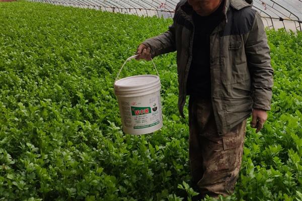 芹菜叶片干焦如何解决，土壤过于干燥需要及时补水