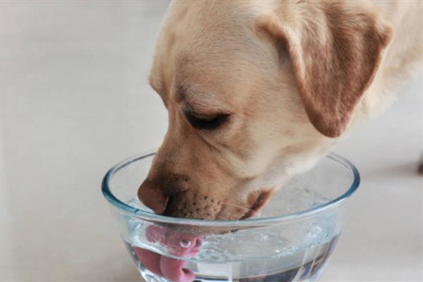 怎么给拉布拉多幼犬喂水，每天早上6点、中午12点、下午6点喂水