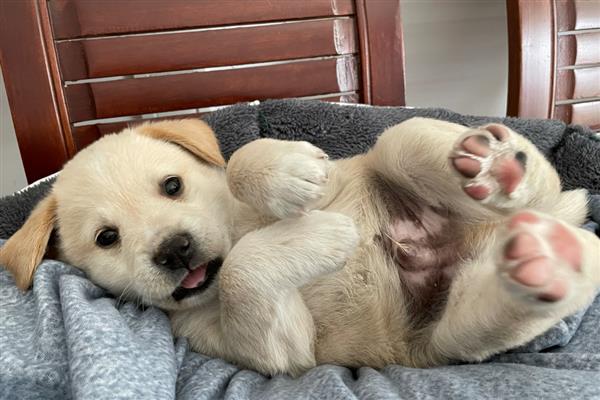 怎么给拉布拉多幼犬喂水，每天早上6点、中午12点、下午6点喂水