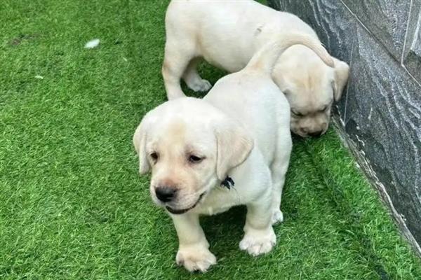 怎么给拉布拉多幼犬喂水，每天早上6点、中午12点、下午6点喂水