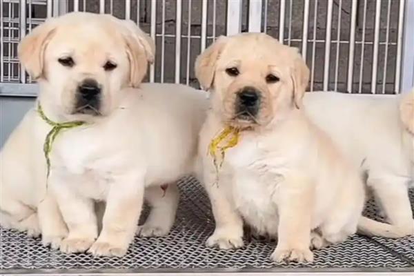 怎么给拉布拉多幼犬喂水，每天早上6点、中午12点、下午6点喂水