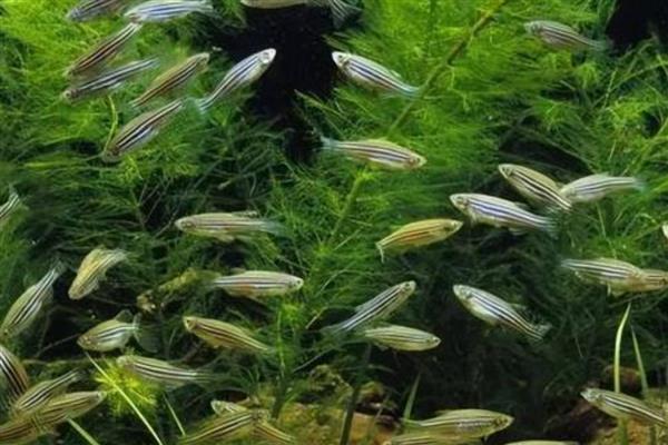 闪电斑马鱼好不好养，属于比较好养的鱼类