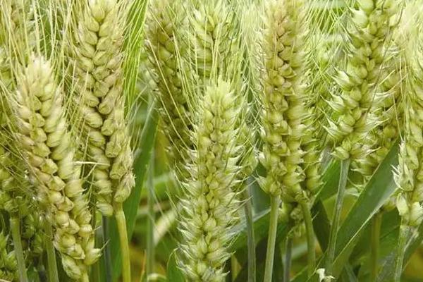 高原633小麦品种的特性，每亩适宜基本苗40～45万