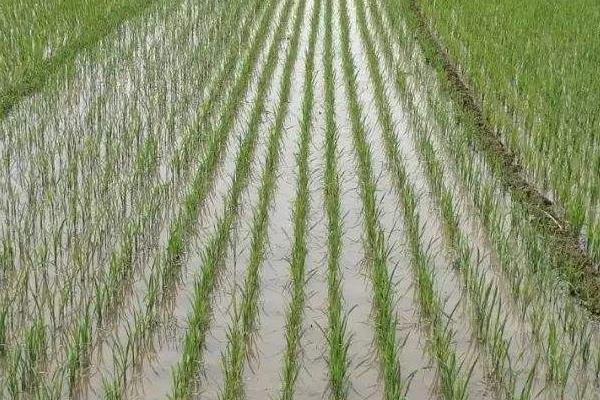 金优108水稻种子特点，该品种属三系杂交迟熟中籼