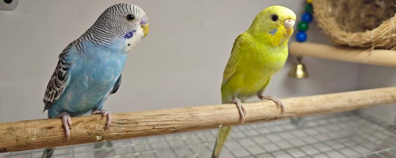 虎皮鹦鹉怕人如何解决，进行接触训练、饥饿训练可让它放下戒心