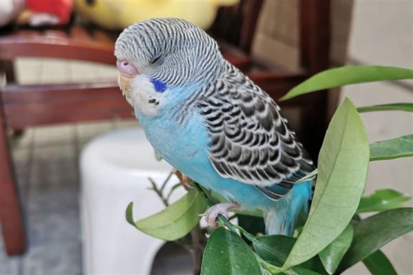 虎皮鹦鹉怕人如何解决，进行接触训练、饥饿训练可让它放下戒心