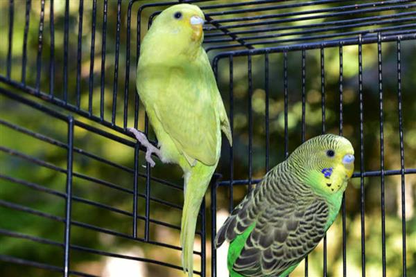 虎皮鹦鹉怕人如何解决，进行接触训练、饥饿训练可让它放下戒心