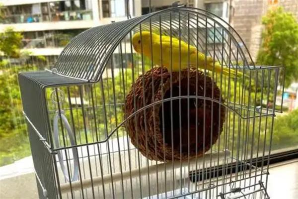 虎皮鹦鹉怕人如何解决，进行接触训练、饥饿训练可让它放下戒心