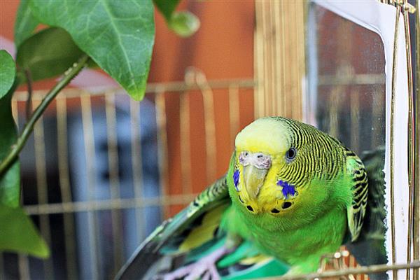 虎皮鹦鹉怕人如何解决，进行接触训练、饥饿训练可让它放下戒心