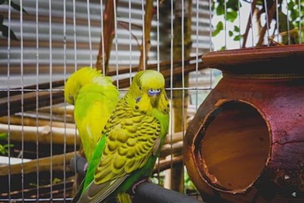 虎皮鹦鹉怕人如何解决，进行接触训练、饥饿训练可让它放下戒心