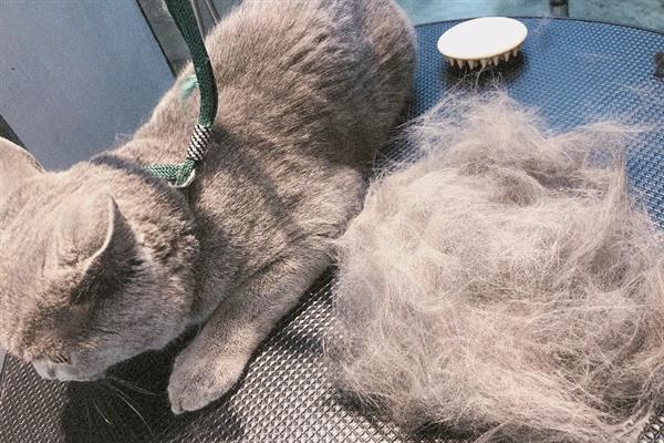 夏天猫咪如何防暑,千万不要将猫窝摆放在阳光下