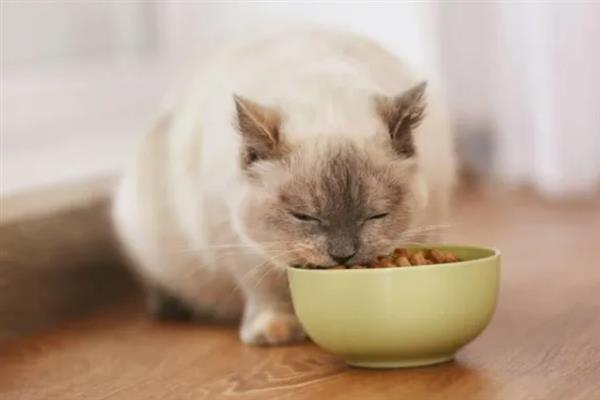 夏天猫咪如何防暑,千万不要将猫窝摆放在阳光下