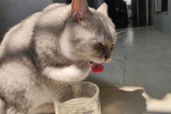夏天猫咪如何防暑,千万不要将猫窝摆放在阳光下