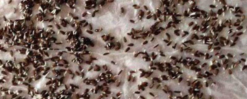 莴笋种子泡种要多久，泡种需要6-7个小时