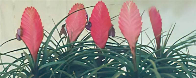 铁兰的花语，寓意坚强、完美、优雅等
