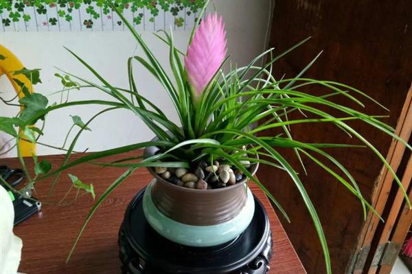 铁兰的花语，寓意坚强、完美、优雅等