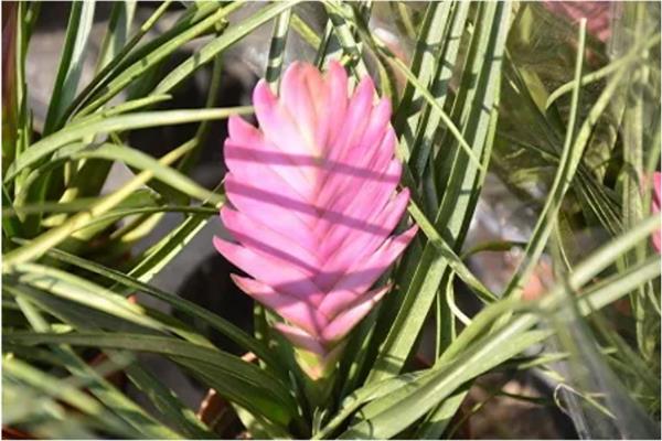 铁兰的花语，寓意坚强、完美、优雅等