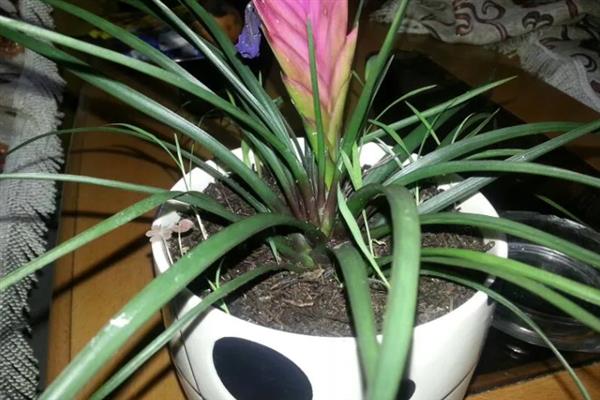 铁兰的花语，寓意坚强、完美、优雅等