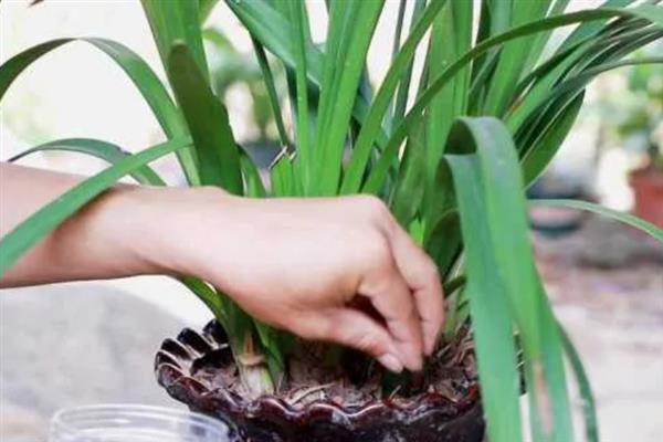 铁兰的花语，寓意坚强、完美、优雅等