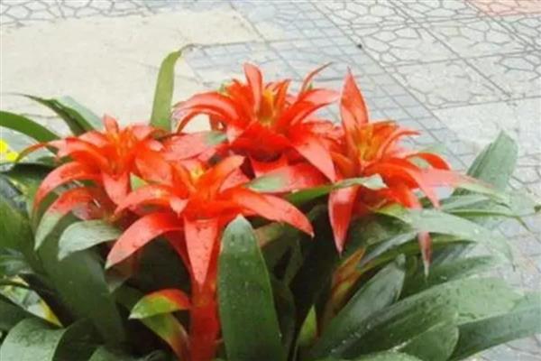 鸿运当头怎么浇水，春秋季节每隔3-4天浇一次
