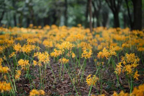 黄色彼岸花叫什么名字,叫忽地笑