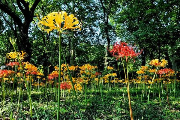 黄色彼岸花叫什么名字,叫忽地笑