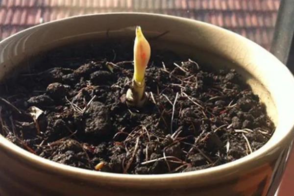 黄色彼岸花叫什么名字,叫忽地笑