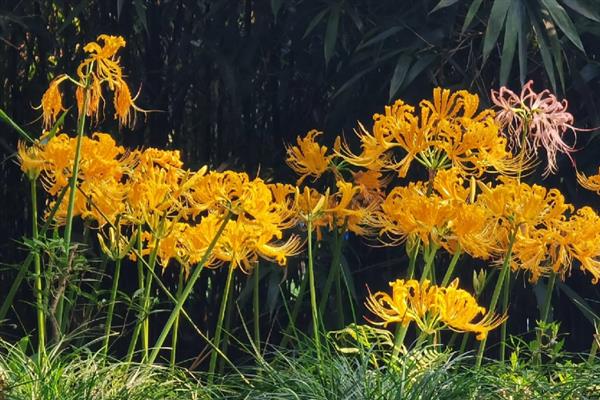 黄色彼岸花叫什么名字,叫忽地笑