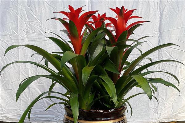 鸿运当头怎么浇水，春秋季节每隔3-4天浇一次