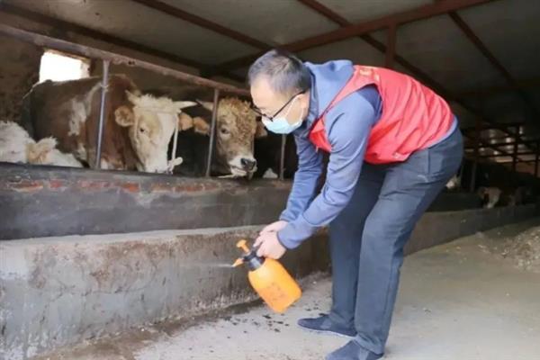 母牛一年生多少胎，正常情况下3年生2胎