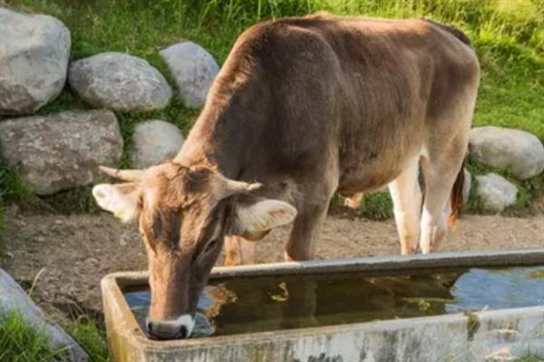 母牛一年生多少胎，正常情况下3年生2胎