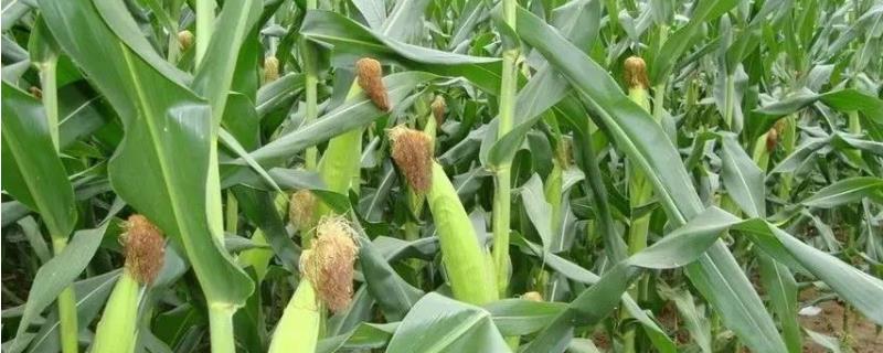 蒙甜糯75玉米种子介绍，注意防治丝黑穗病