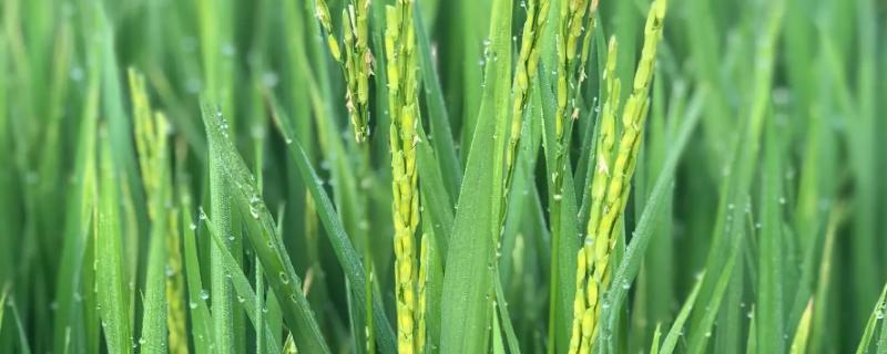 花香优872水稻品种的特性，该品种基部叶叶鞘绿色