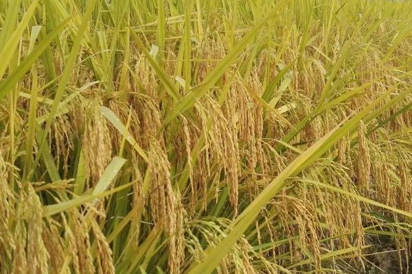 花香优872水稻品种的特性，该品种基部叶叶鞘绿色