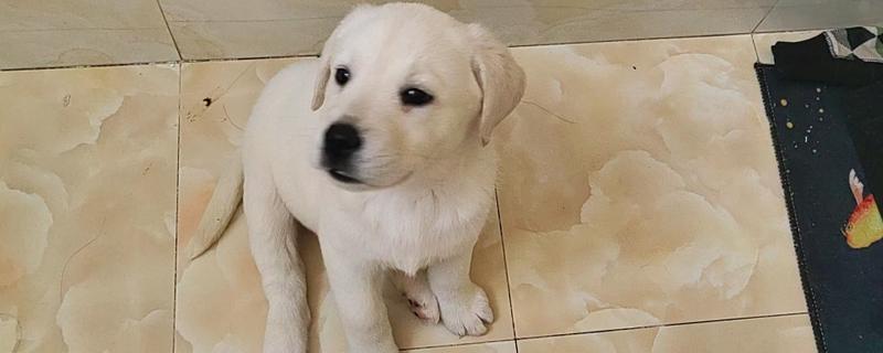 怎么给拉布拉多幼犬喂水，每天早上6点、中午12点、下午6点喂水