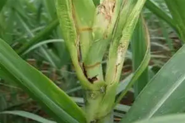 如何防治甘蔗梢腐病，发现无效分蘖和病株要及时清除