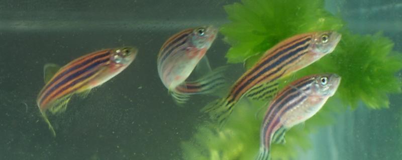 闪电斑马鱼好不好养，属于比较好养的鱼类