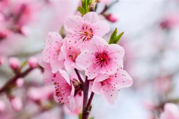 桃花的花语是什么,寓意爱情的俘虏、美好生活等