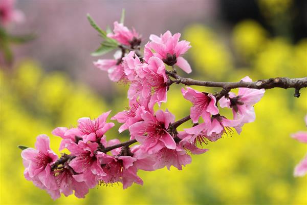 桃花的花语是什么,寓意爱情的俘虏、美好生活等