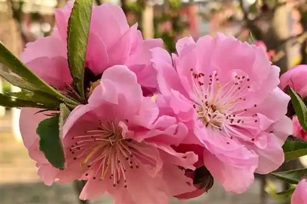 桃花的花语是什么,寓意爱情的俘虏、美好生活等