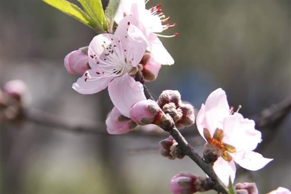 桃花的花语是什么,寓意爱情的俘虏、美好生活等