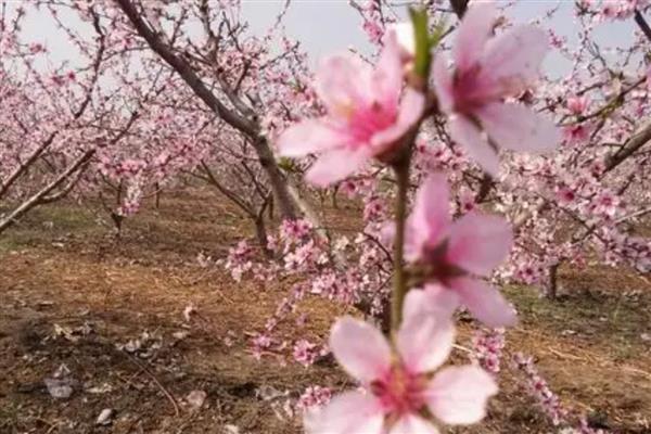 桃花的花语是什么,寓意爱情的俘虏、美好生活等