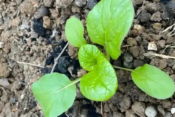乌塌菜怎么种植，定苗后亩施复合肥8公斤左右