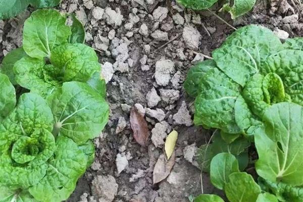 乌塌菜怎么种植，定苗后亩施复合肥8公斤左右