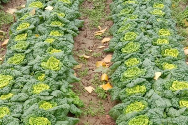 乌塌菜怎么种植，定苗后亩施复合肥8公斤左右